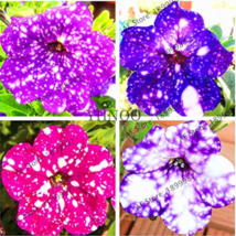 107 Seeds Petunia Flower Petunia Night Sky Flower Bonsai Flower Plantas Plant Fo - £5.47 GBP