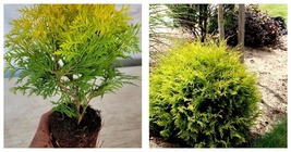 USA Seller - Golden Globe Dwarf Arborvitae Thuja Live Plant 1 QT - $49.98