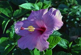 Hibiscus Plants Seeds Sky Blue Purple Big Flowers with Light Pink 200 Seeds - $16.00