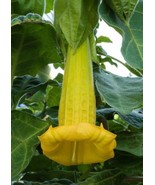 THJAR Brugmansia Sanguinea Aurea | 5_Seeds - $24.89