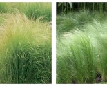 200 Seeds Stipa Mexican Feather Needle Grass Ornamental Showy Grass  - $16.93