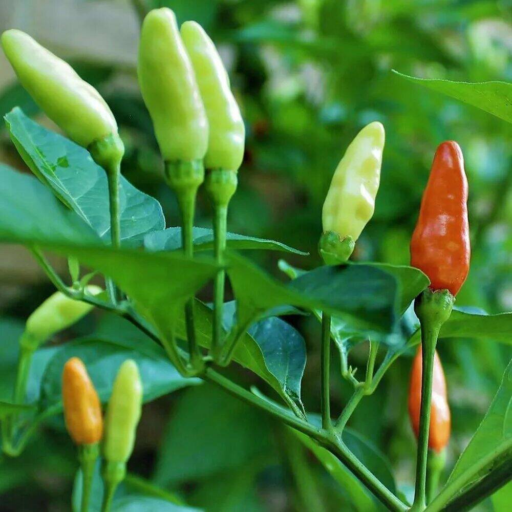 Wild Hot Chili Peppers, 60 seeds