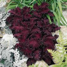 Coleus- Black Dragon- 15 Seeds tera store - £4.68 GBP