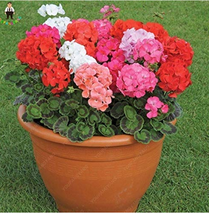 Fresh 50 Seeds Geranium Pelargonium Potted Bonsai Flower Jardin Plant (Color: Re - £13.86 GBP