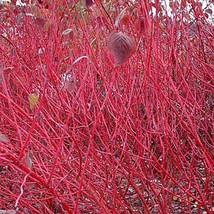 AW Coral Bark Dogwood Siberian Tatarian Dogwood Cornus Alba Sibirica See... - $9.45