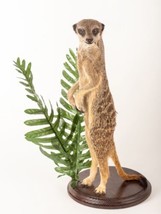 Rare Meerkat / Suricate Real Taxidermy Mount - £990.58 GBP