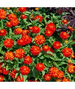 Fresh Seeds Zinnia Zahara Double Fire Flower Seeds 50 Seeds - $13.06