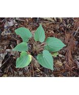 Bare Roots Dioscoreas Wild Medicinal Perennial Yam Villosas Plants Organ... - $49.80