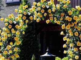 KKG Yellow Climbing 46 Rose Bush 50 Or 100 Seeds~Rare Fresh Garden - $7.89