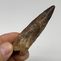 25.1g, 3&quot;X0.8&quot;x 0.6&quot;, Rare Natural Fossils Spinosaurus Tooth from Morocco, F3255 - £94.36 GBP