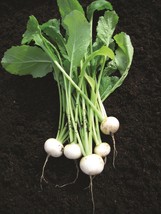 Simple Pack 150 seed Vegetable Turnip White F1 - £6.23 GBP