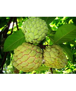 Sugar Apple (Annona squamosa) Thai Noy Nah Nhung Fruit Tree - $2,343.37 MXN