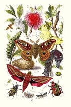 Emperor Moth, Elephant Hawk Moth, Tortoise Beetle by James Sowerby - Art Print - $21.99+