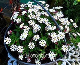100  pcs A Pack New Night Blooming Phlox,Bonsai Plants Home Gardening Flower Pot - £4.46 GBP