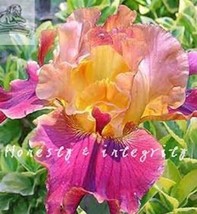 100Pcs Iris Flower Seeds Golden Light Pink Rose Pink Flowers Fresh Garden USA Se - £8.50 GBP