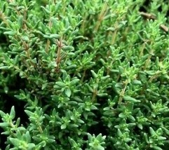 Common Thyme Seeds 3000+ Thym Vulgaris Herb - £2.98 GBP