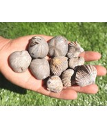 Fossil Collection: 4 Fossilized Sea Urchins and 6 Authentic Brachiopods ... - $34.33 CAD