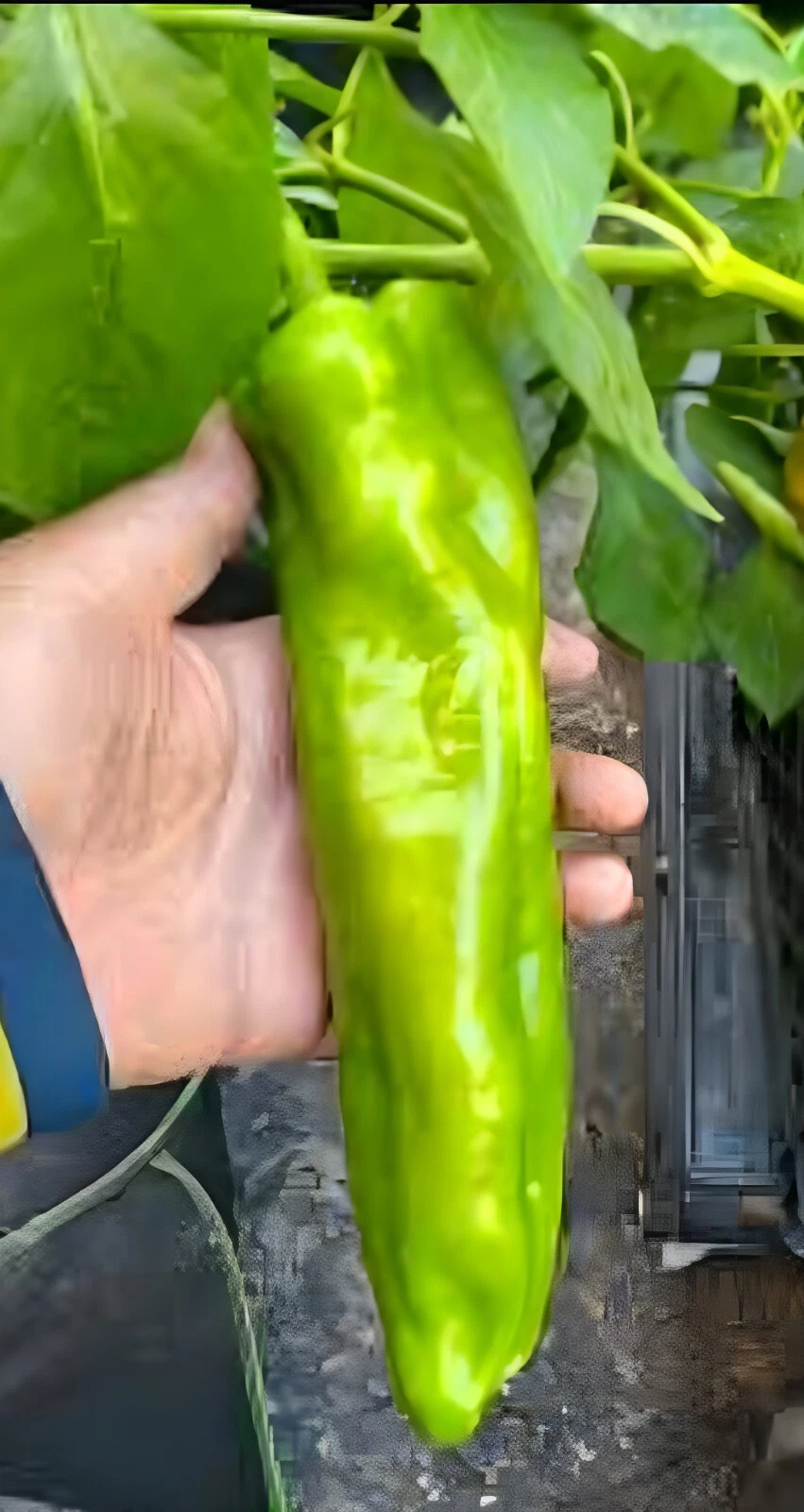 50ct Giant Anaheim Chili Pepper Seeds - Mild Heat - Great Roasted And St... - $3.31
