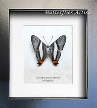 Orange Spot Duke Siseme Neurodes Real Butterfly Entomology Collectible Shadowbox - £38.58 GBP