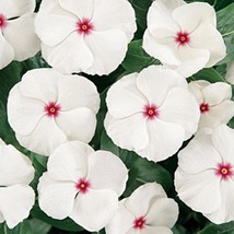 LWK Vinca Cooler Peppermint Annual Seeds Fast Shipping - $508.50 MXN