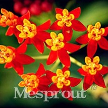 PWO Fresh Asclepias Curassavica, Mexican Butterfly Flower, Scarlet Milkweed, Blo - $5.18