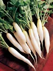 White Icicle Radish. Heirloom~Non-GMO~Organic 200+Seeds - £8.69 GBP