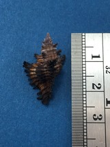 #2 23.5mm Chicoreus Brunneus Dived 20m Palawan Philippines Muricidae - £3.10 GBP