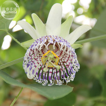 BELLFARM Passiflora actinia 30 professional white outer petals colorful cente... - $11.82