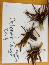 OCTOBER ORANGE 3 Daylily root fans image 3