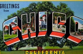 Greetings From Chico California Postcard Linen Huge Tree Vintage Original Unused - $4.18