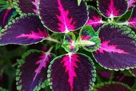 Pianta coleus forskohlii thumb200