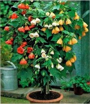 PWO Seeds Abutilon (Indian Mallow Flowering Maple) Indoor Perennial - £5.64 GBP