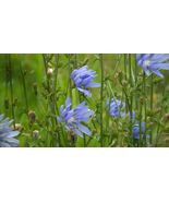 Chicory Seeds, 1 Ounce, Italian Dandelion, NON-GMO, Deer Plot, Coffee Weed - €5,48 EUR