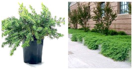 1 Juniper Blue Pacific Live Quart Size Plants Juniperus Conferta Groundcover - £41.78 GBP