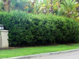 Ligustrum Waxleaf Privet - 30 Live Plants - Evergreen Privacy Hedge Shrub - £51.39 GBP