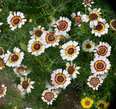 200+ Yellow Red White Painted Daisy Seeds - £6.82 GBP