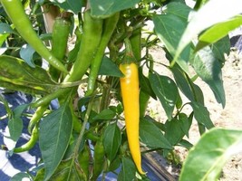 25 Seeds Golden Cayenne Pepper Seeds Starts Garden USA Seller - $12.75