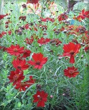 Sell Store 50 Mahogmidget Coreopsis Tinctoria Red Dwarf Flower Seeds * From US - $9.99