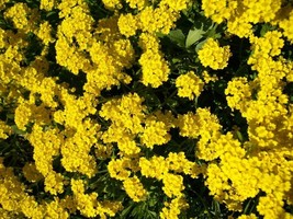 250 Alyssum Seed Mountain Gold Ground Cover Deer Resistant Fresh Seeds Gardening - $20.00