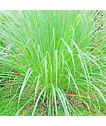 Lemongrass 800+ Seeds Lemon Grass  - $13.46