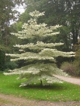 Giant Dogwood Cornus Controversa 20 Seeds Garden USA Seeds - £6.39 GBP