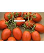 Roma Tomato Seeds - NON-GMO - Vegetable Seeds - BOGO - £0.77 GBP