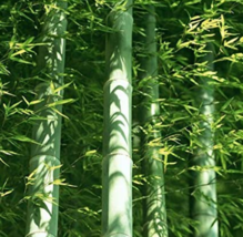 50 pcs Easy Grow Fresh Giant Moso Bamboo bonsais for DIY Home Garden Plant Best  - £3.98 GBP