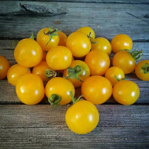 New Fresh Seeds Yellow Canary Micro Dwarf Tomato 12 Seeds Fast Ship - £4.74 GBP