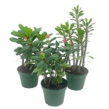 Crown of thorns, Euphorbia milii Assortment, set of 3 in 4 inch pots - £33.42 GBP