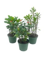 Crown of thorns, Euphorbia milii Assortment, set of 3 in 4 inch pots - $41.82