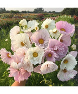 200 Pcs Cupcake Blush Cosmos Seeds for Garden Planting - $10.99
