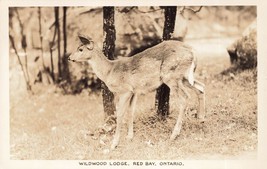 Red Bay Ontario Canada ~ Wildwood Lodge-Young Reindeer ~1940s Real Postal Pho... - £7.57 GBP