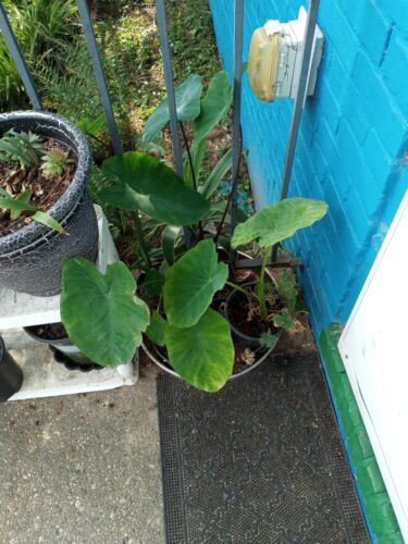 Elephant Ear Eddo - $25.99