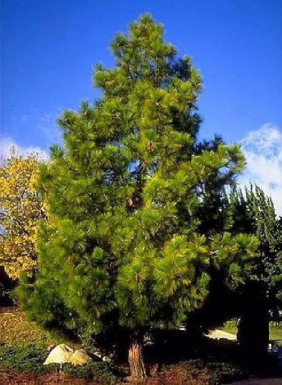 1 Tree Seedling 4&quot;~7&quot; Tall Georgia Long Needle Pine Trees Hardy Trees - £31.24 GBP